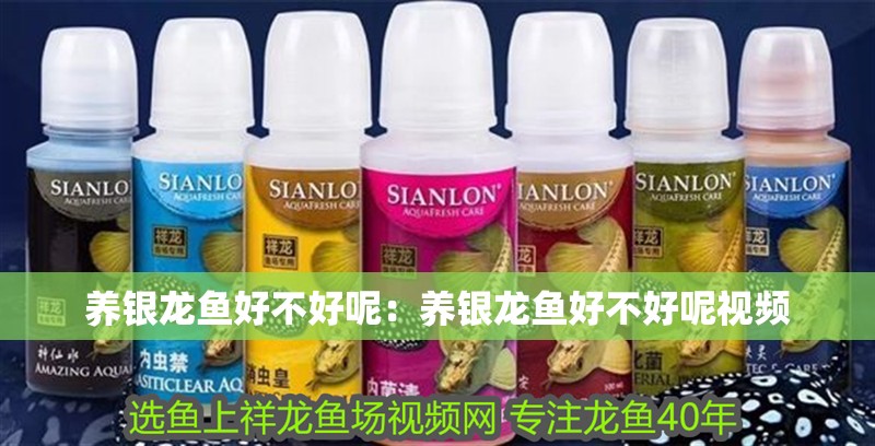 養銀龍魚好不好呢：養銀龍魚好不好呢視頻