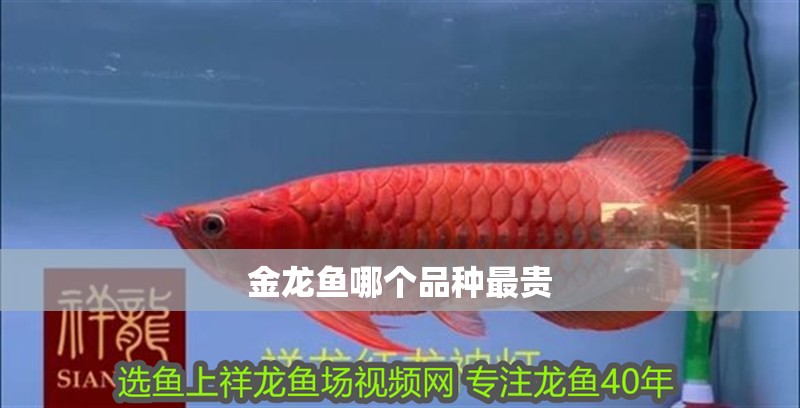 金龍魚哪個品種最貴
