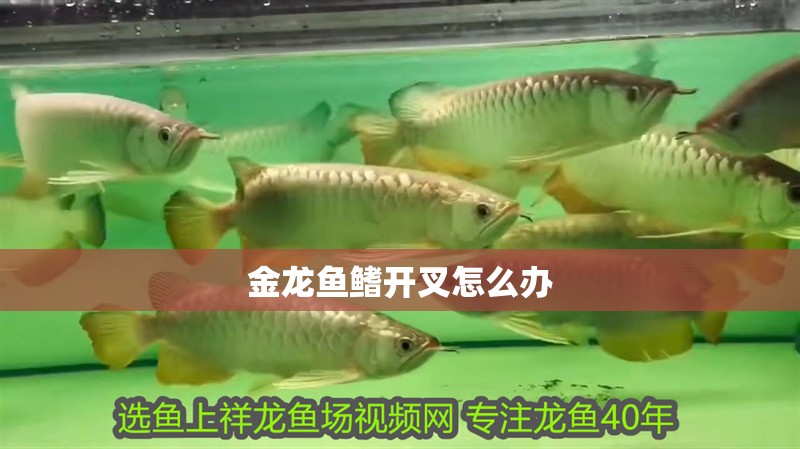 金龍魚鰭開叉怎么辦
