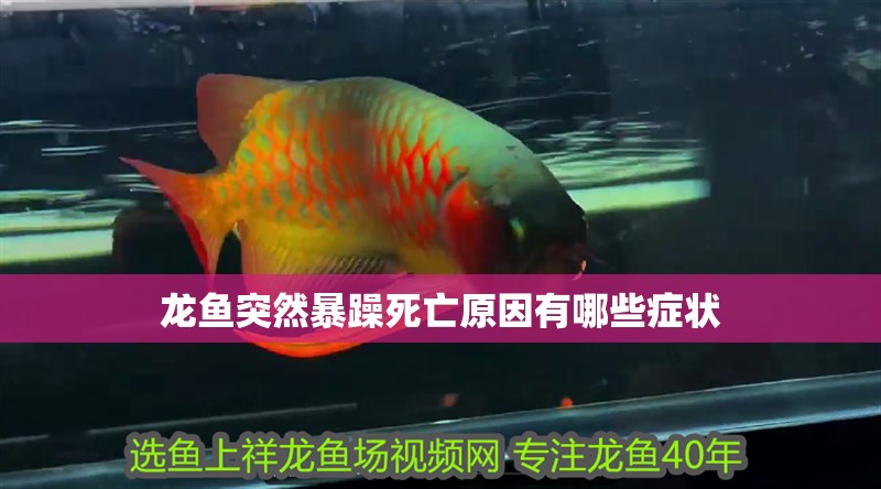 龍魚突然暴躁死亡原因有哪些癥狀