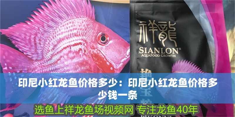 印尼小紅龍魚價格多少：印尼小紅龍魚價格多少錢一條