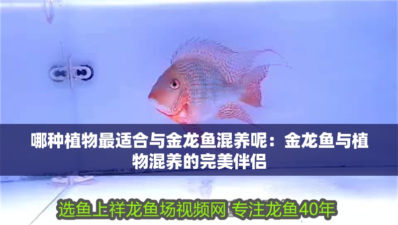 哪種植物最適合與金龍魚混養呢：金龍魚與植物混養的完美伴侶