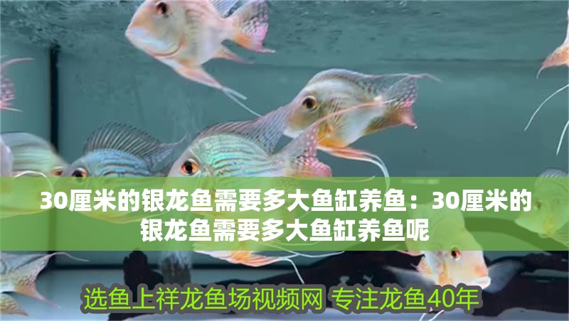 30厘米的銀龍魚需要多大魚缸養魚：30厘米的銀龍魚需要多大魚缸養魚呢