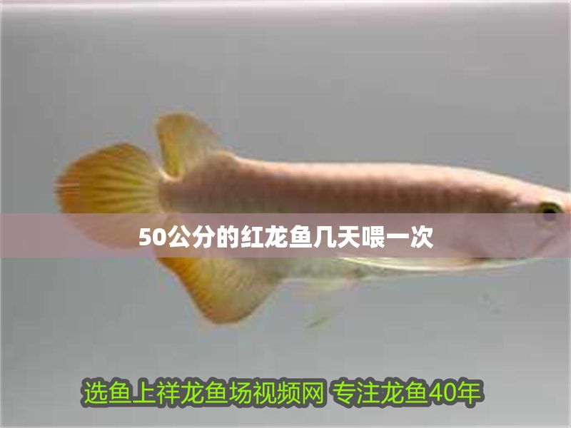 50公分的紅龍魚幾天喂一次