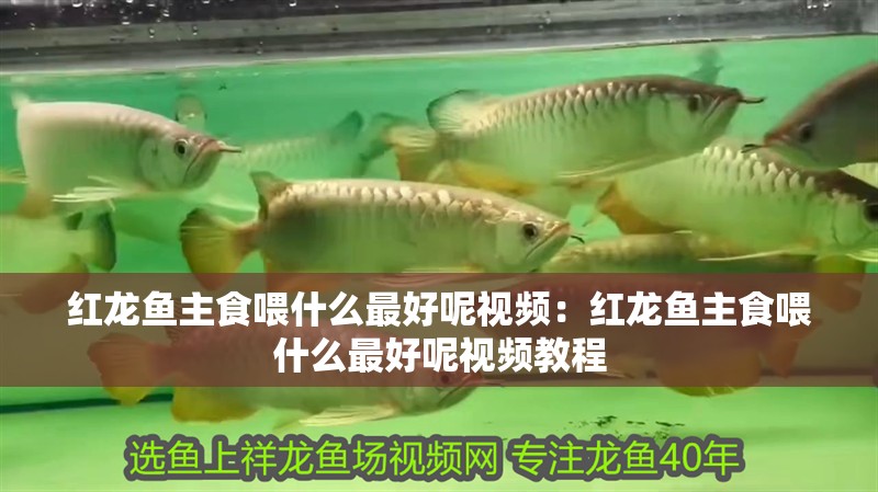 紅龍魚(yú)主食喂什么最好呢視頻：紅龍魚(yú)主食喂什么最好呢視頻教程