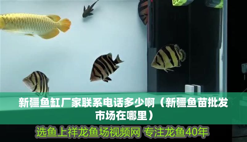新疆魚缸廠家聯系電話多少啊（新疆魚苗批發市場在哪里）
