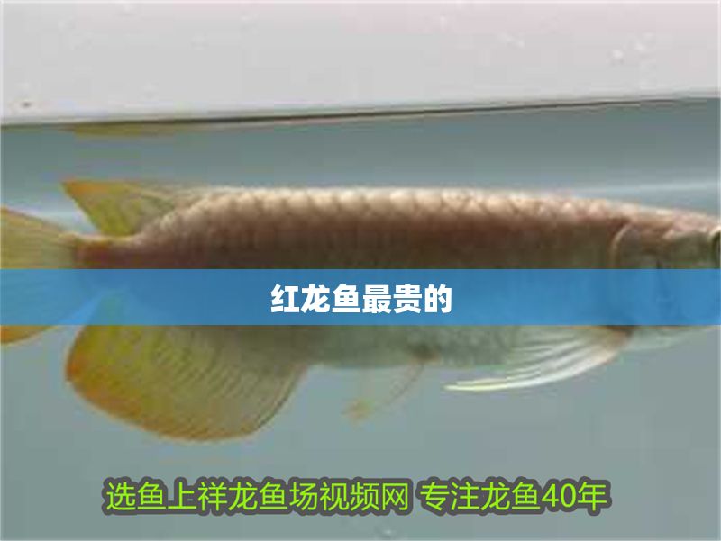 紅龍魚(yú)最貴的