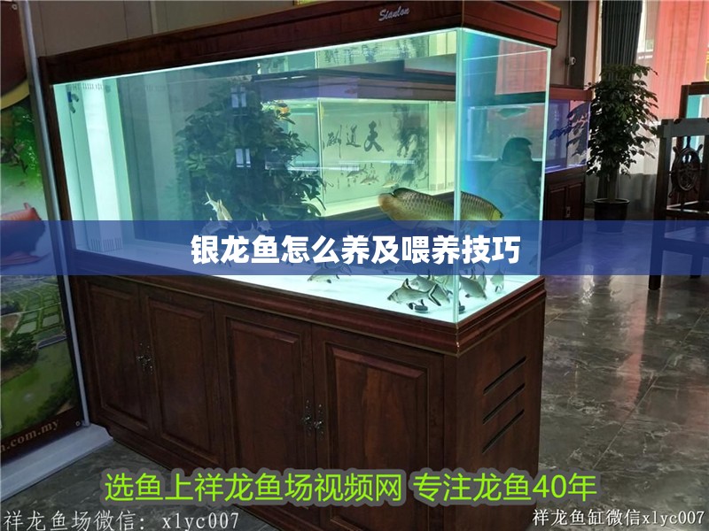 銀龍魚怎么養及喂養技巧