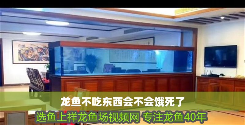 龍魚不吃東西會不會餓死了