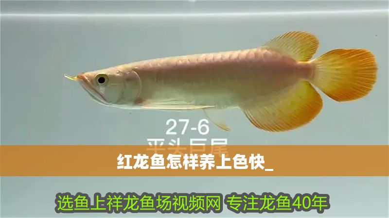 紅龍魚怎樣養(yǎng)上色快_