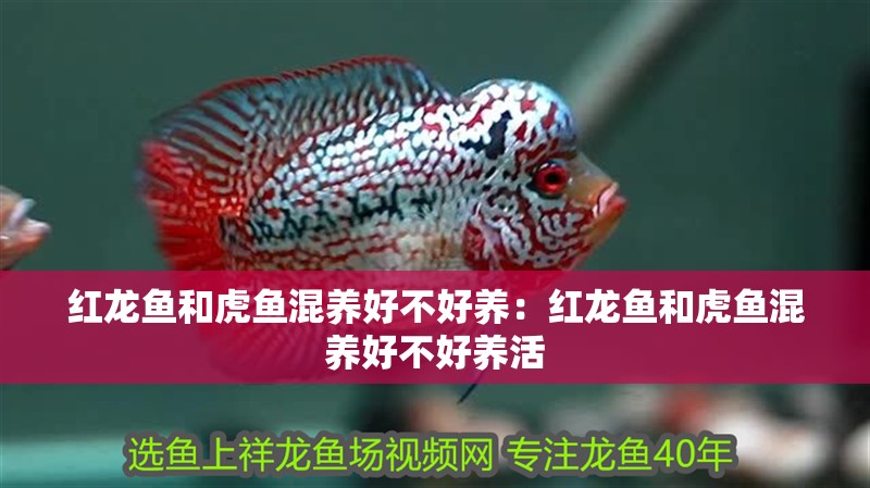 紅龍魚和虎魚混養(yǎng)好不好養(yǎng)：紅龍魚和虎魚混養(yǎng)好不好養(yǎng)活