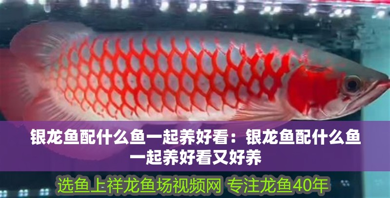 銀龍魚配什么魚一起養好看：銀龍魚配什么魚一起養好看又好養