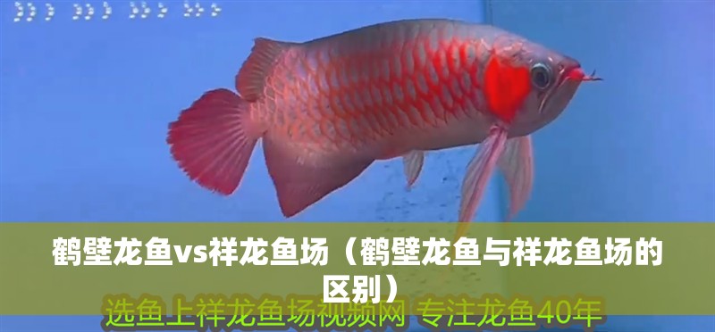 鶴壁龍魚vs祥龍魚場（鶴壁龍魚與祥龍魚場的區別）