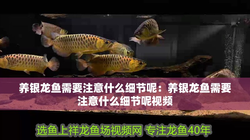 養(yǎng)銀龍魚需要注意什么細節(jié)呢：養(yǎng)銀龍魚需要注意什么細節(jié)呢視頻