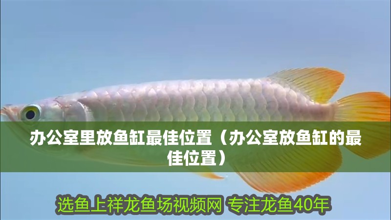 辦公室里放魚缸最佳位置（辦公室放魚缸的最佳位置）