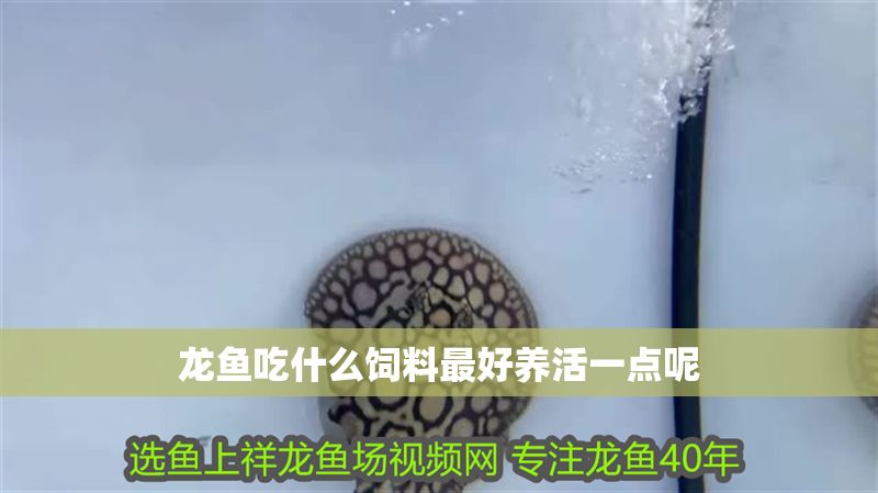 龍魚(yú)吃什么飼料最好養(yǎng)活一點(diǎn)呢