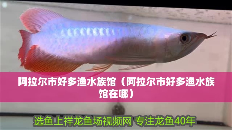 阿拉爾市好多漁水族館（阿拉爾市好多漁水族館在哪）