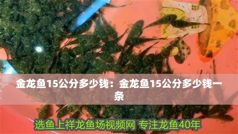 金龍魚15公分多少錢：金龍魚15公分多少錢一條