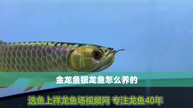 金龍魚銀龍魚怎么養(yǎng)的