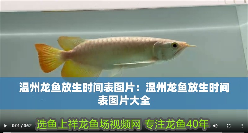 溫州龍魚放生時間表圖片：溫州龍魚放生時間表圖片大全
