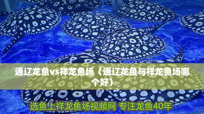 通遼龍魚(yú)vs祥龍魚(yú)場(chǎng)（通遼龍魚(yú)與祥龍魚(yú)場(chǎng)哪個(gè)好）