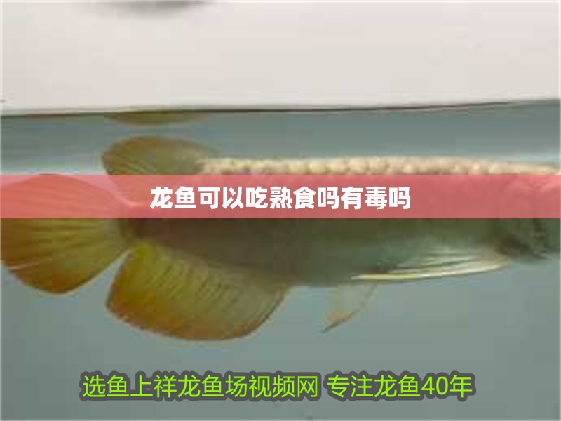 龍魚可以吃熟食嗎有毒嗎