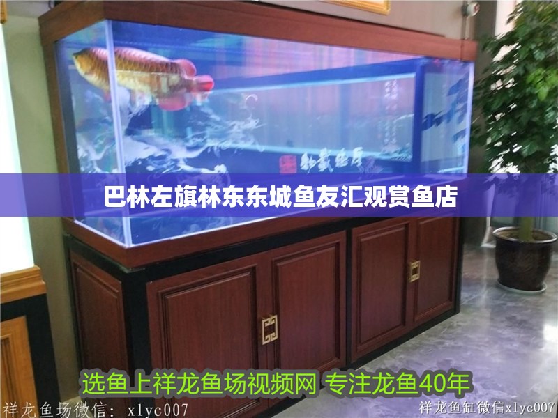 巴林左旗林東東城魚友匯觀賞魚店