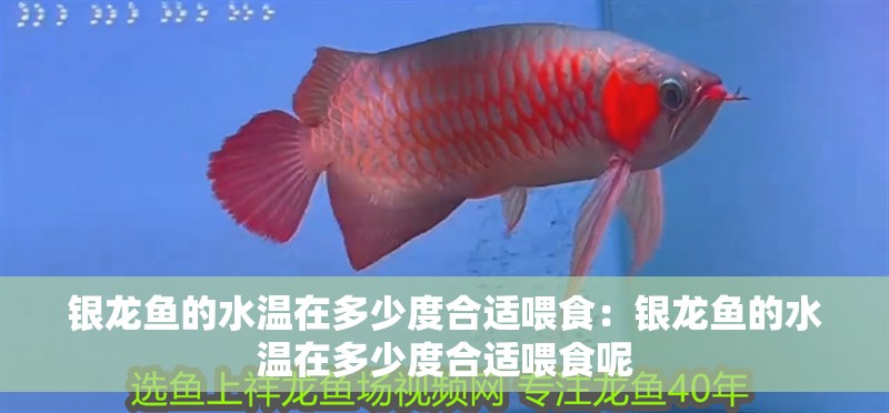 詳細閱讀:銀龍魚的水溫在多少度合適喂食:銀龍魚的水溫在多少度合適喂食呢 銀龍魚的水溫在多少度合適喂食:銀龍魚的水溫在多少度合適喂食呢