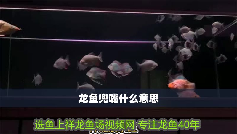 龍魚兜嘴什么意思