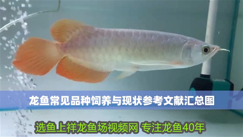 龍魚常見品種飼養與現狀參考文獻匯總圖