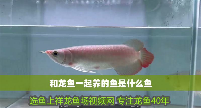 和龍魚一起養的魚是什么魚