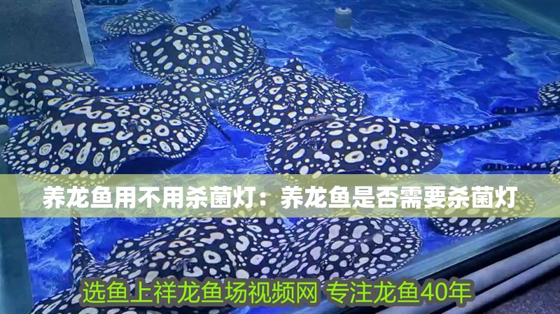 養龍魚用不用殺菌燈：養龍魚是否需要殺菌燈