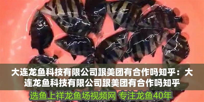 大連龍魚科技有限公司跟美團有合作嗎知乎：大連龍魚科技有限公司跟美團有合作嗎知乎