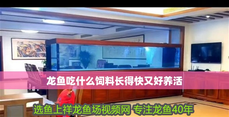 龍魚吃什么飼料長得快又好養活