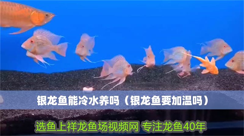 銀龍魚能冷水養嗎（銀龍魚要加溫嗎）