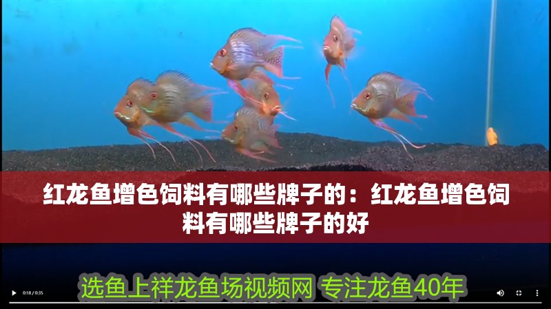 紅龍魚(yú)增色飼料有哪些牌子的：紅龍魚(yú)增色飼料有哪些牌子的好