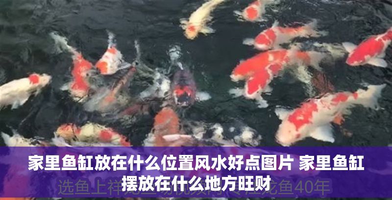 家里魚缸放在什么位置風水好點圖片 家里魚缸擺放在什么地方旺財