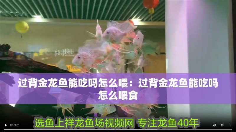 過背金龍魚能吃嗎怎么喂:過背金龍魚能吃嗎怎么喂食 水族問答 過背金龍魚能吃嗎怎么喂:過背金龍魚能吃嗎怎么喂食 過背金龍魚能吃嗎怎么喂:過背金龍魚能吃嗎怎么喂食 水族問答