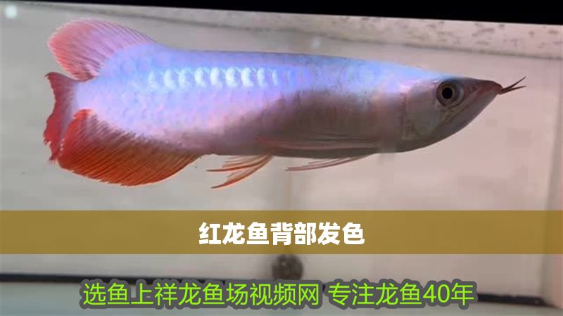 紅龍魚背部發(fā)色