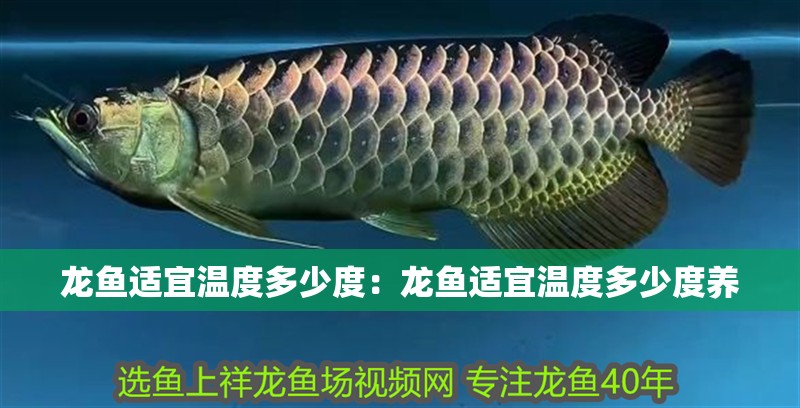 龍魚適宜溫度多少度：龍魚適宜溫度多少度養
