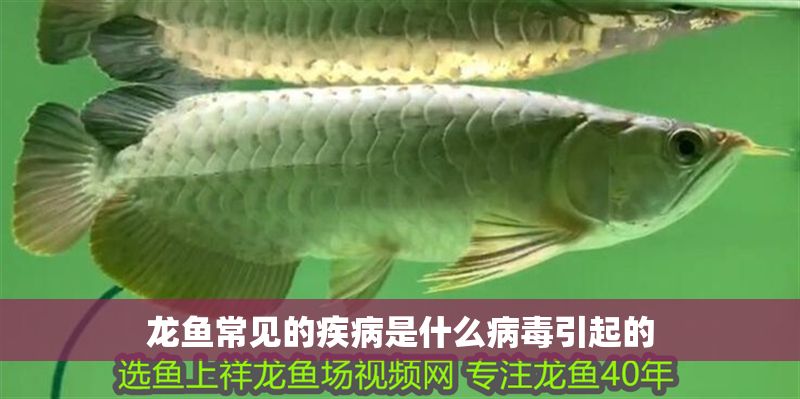 龍魚常見的疾病是什么病毒引起的