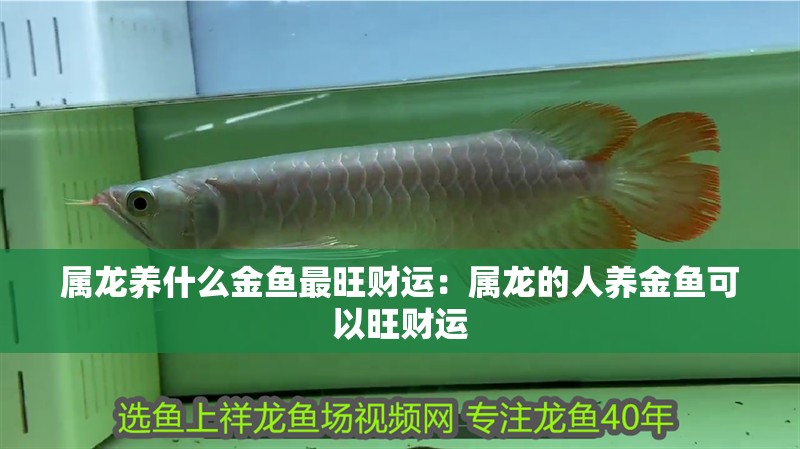 屬龍養(yǎng)什么金魚最旺財(cái)運(yùn)：屬龍的人養(yǎng)金魚可以旺財(cái)運(yùn)
