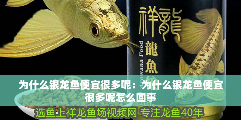 為什么銀龍魚便宜很多呢：為什么銀龍魚便宜很多呢怎么回事