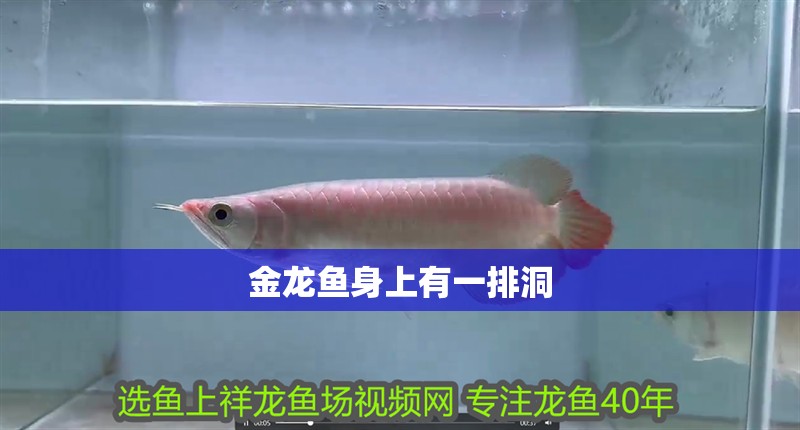 金龍魚身上有一排洞