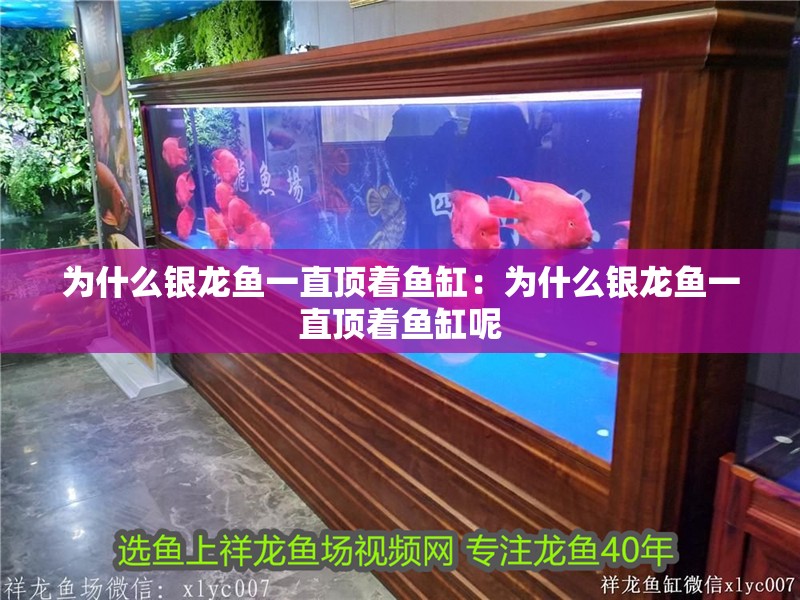 為什么銀龍魚一直頂著魚缸：為什么銀龍魚一直頂著魚缸呢