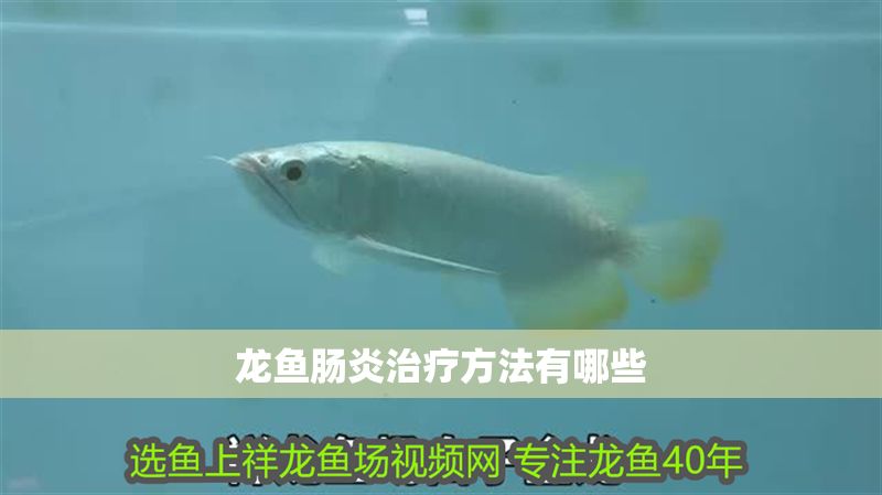 龍魚腸炎治療方法有哪些