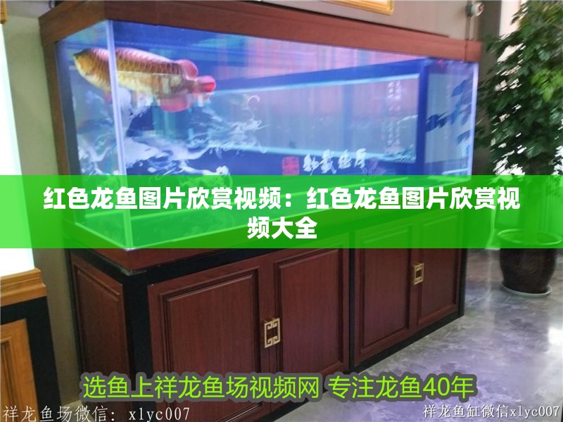 紅色龍魚圖片欣賞視頻：紅色龍魚圖片欣賞視頻大全