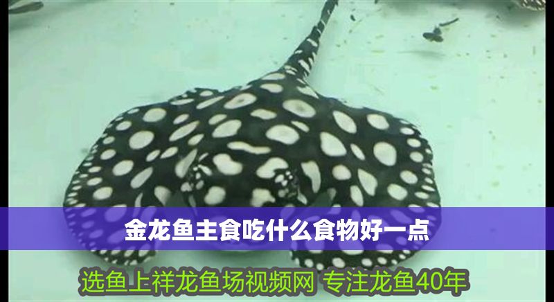 金龍魚主食吃什么食物好一點