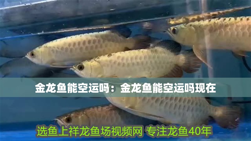 金龍魚(yú)能空運(yùn)嗎：金龍魚(yú)能空運(yùn)嗎現(xiàn)在