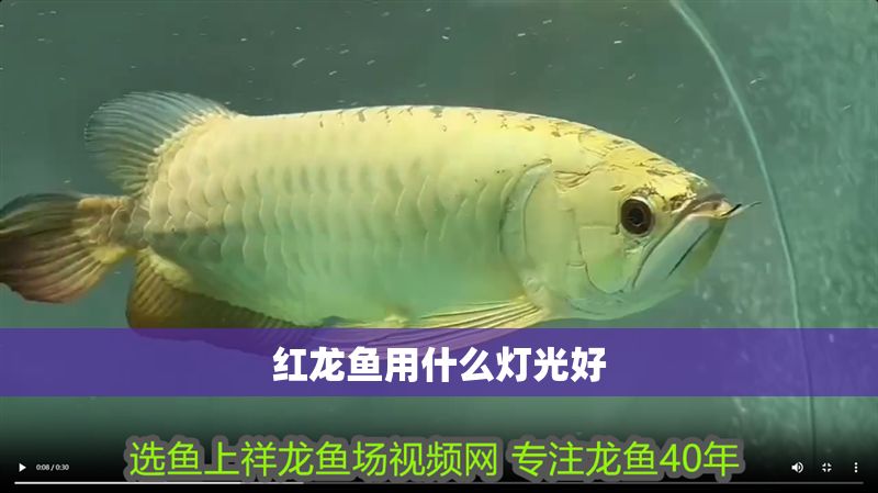 紅龍魚用什么燈光好